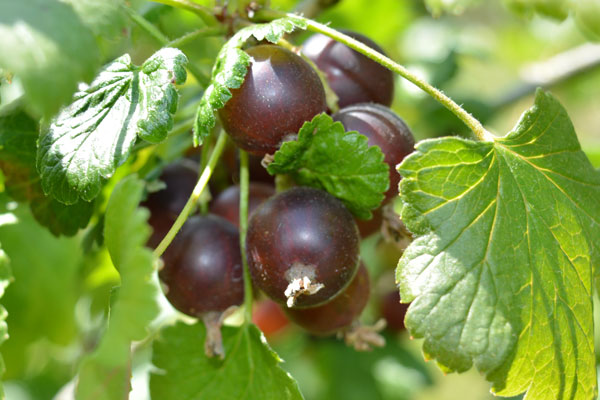 Achilles Red Gooseberry